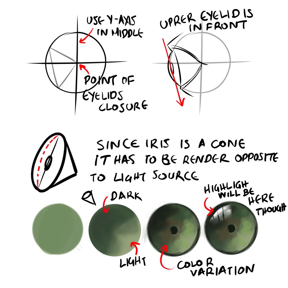 Eye anatomy studies