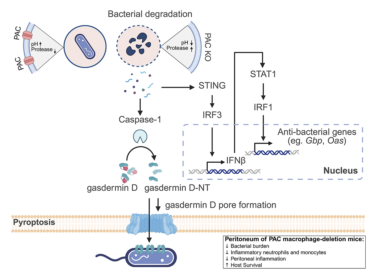 Henry Yi Cheng, @ZhaozhuQ et al. show that Proton-activated chloride  channel governs #phagosome-mediated anti-bacterial immunity in peritoneal  #macrophages. https://t.co/vcg9F0FWmw 📘 #Macrophages and #DendriticCells  in Health and Disease 👉 https://t ...