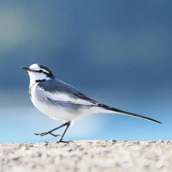 鶺鴒に取り残された知らぬ路

白露次候 #鶺鴒鳴（せきれいなく）
鶺鴒が鳴き始める頃。
主に水辺に住み、長い尾を上下に振る習性がある。『石叩き』『庭叩き』などの異名はその様子に由来する。よく歩く鳥で、人を先導するように歩く様子がよく観察され『路導鳥（みちおしえどり）』の異名も。