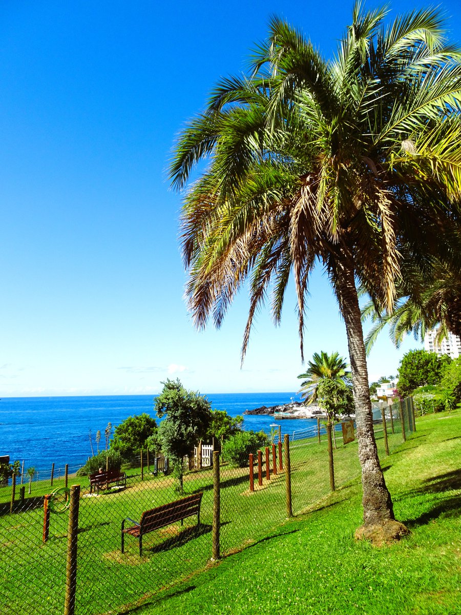 Travelling from the airport by palm trees and houses trailed with flowers in Funchal was impressive. It was the beginning of an exhilarating two weeks in Madeira. New blog post: wordloft.co.uk/blog/majestic-… #madeira #portugal #travel #atlanticocean