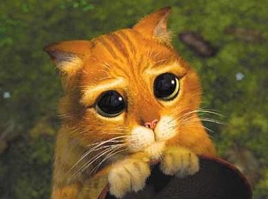 Son los mismos becerritos que cuando estás comiéndote una empanada o algo en el centro llegan con esta carita a pedirte de lo que estás comiendo