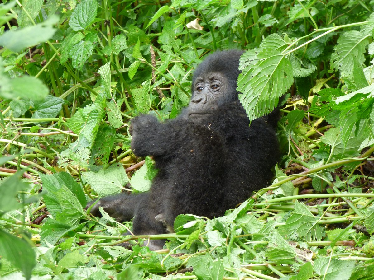 New dawn, new jungle, new gorillas. Embark on a 5 Days Uganda Gorilla Trekking Safari with us.
Book now! 📩 info@trekgorillasafaris.com
🔗 trekgorillasafaris.com/uganda-gorilla…
#UgandaGorillaTrek #GorillaTrips