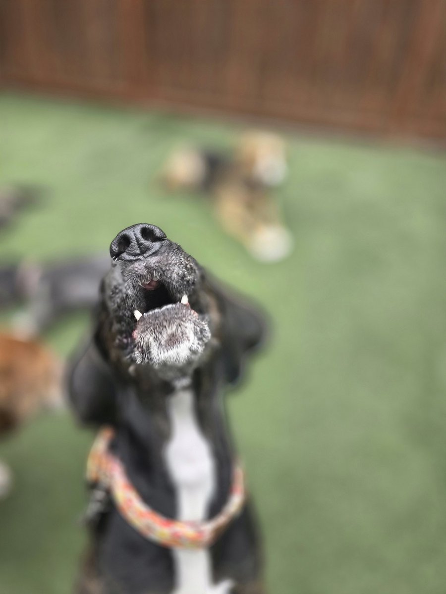 Justinpnn65's tweet photo. My boy giving me the sass at work this morning¡¡ 

#dogs #rescuedogs #AdoptDontShop #rescue #rescuedog #plotthound #treeingwalkercoonhound #coonhound #doggydaycare #boarding https://t.co/i5Lx9BibFB