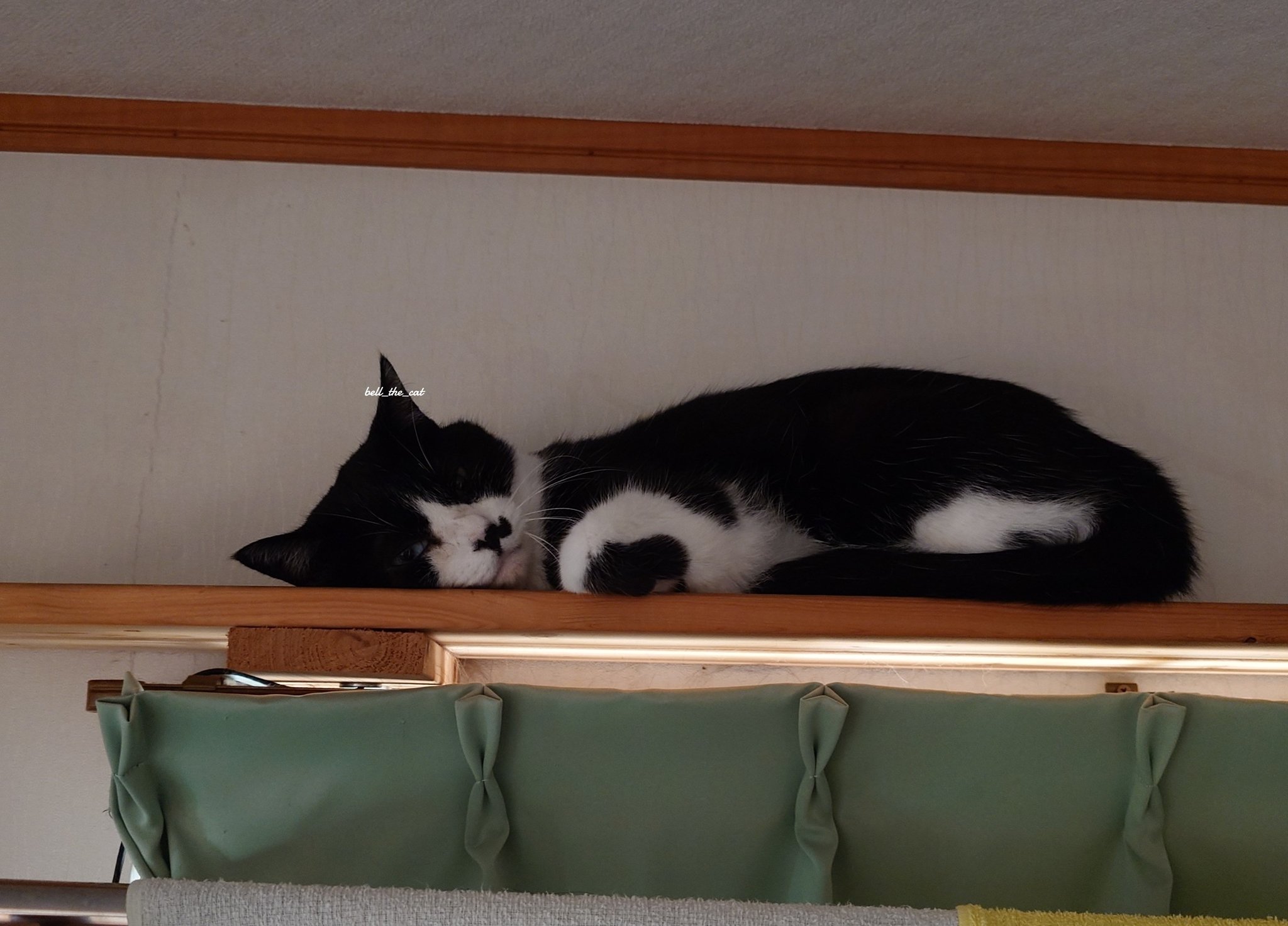 なかなか懐かない子猫 鈴 SP 2025年最新】なかなか懐かない子猫 鈴の人気アイテム - メルカリ