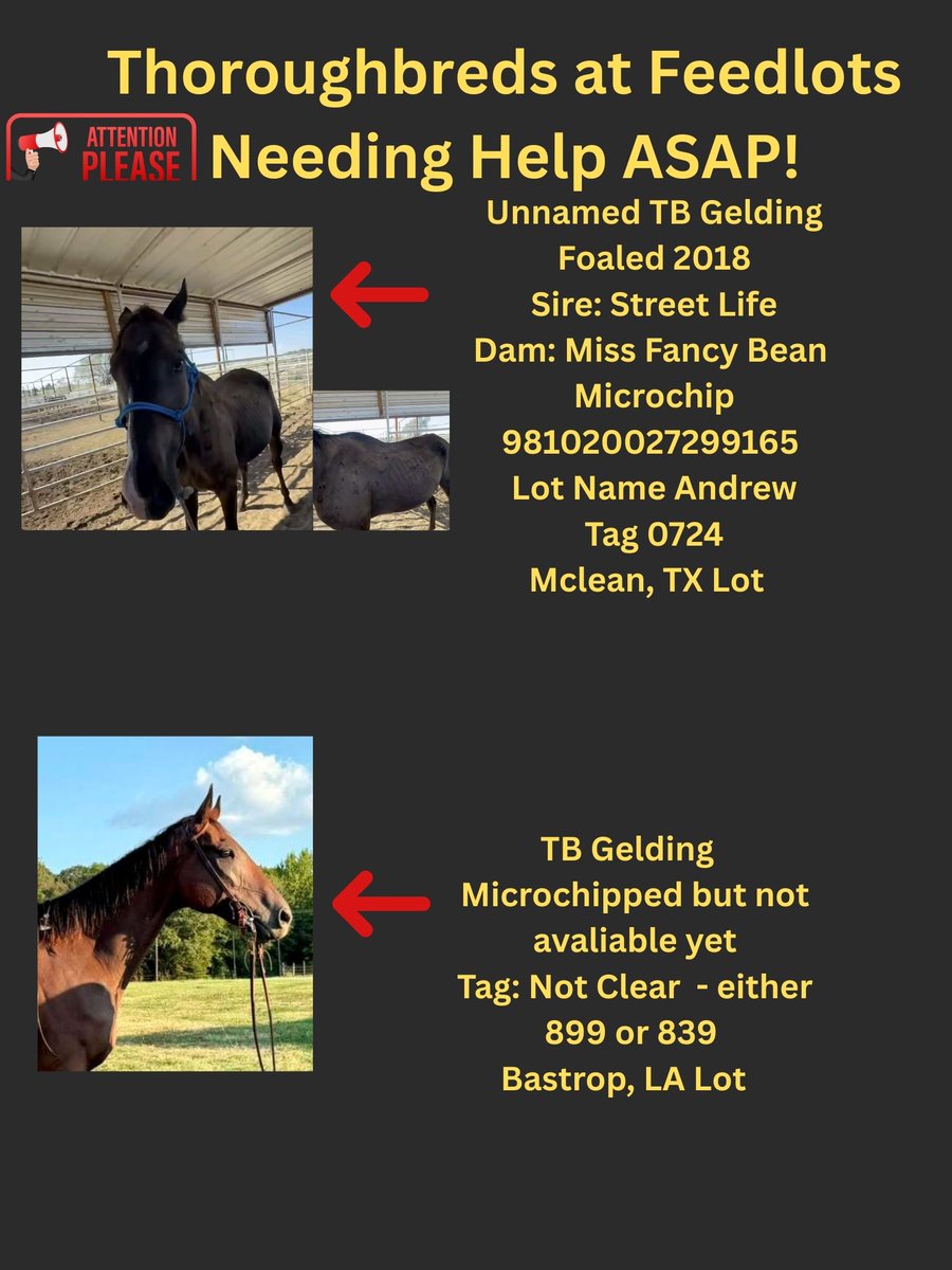 🆘🆘🆘🆘🆘🆘🆘Poster 09-11-25. Well folks no thoroughbreds  on this poster are safe and unfortunately we cannot help any of them as still several horses in quarantine and extra expenses. No response or help from anyone in the industry on their behalf so far.  It appears they will