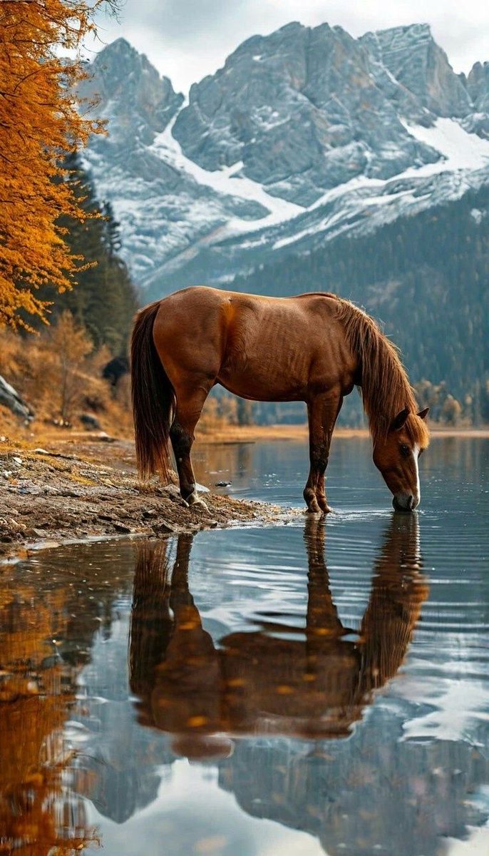 Kalktı göç eyledi #avşarelleri
Ağır ağır giden eller bizimdir
Arap atlar yakın eyler ırağı
Yüce dağdan aşan yollar bizimdir

Belimizde kılıcımız kirmani
Taşı deler mizrağımızın temreni 
Hakkımızda devlet etmiş fermanı
Ferman padişahın dağlar bizimdir.
#dadaloğlu