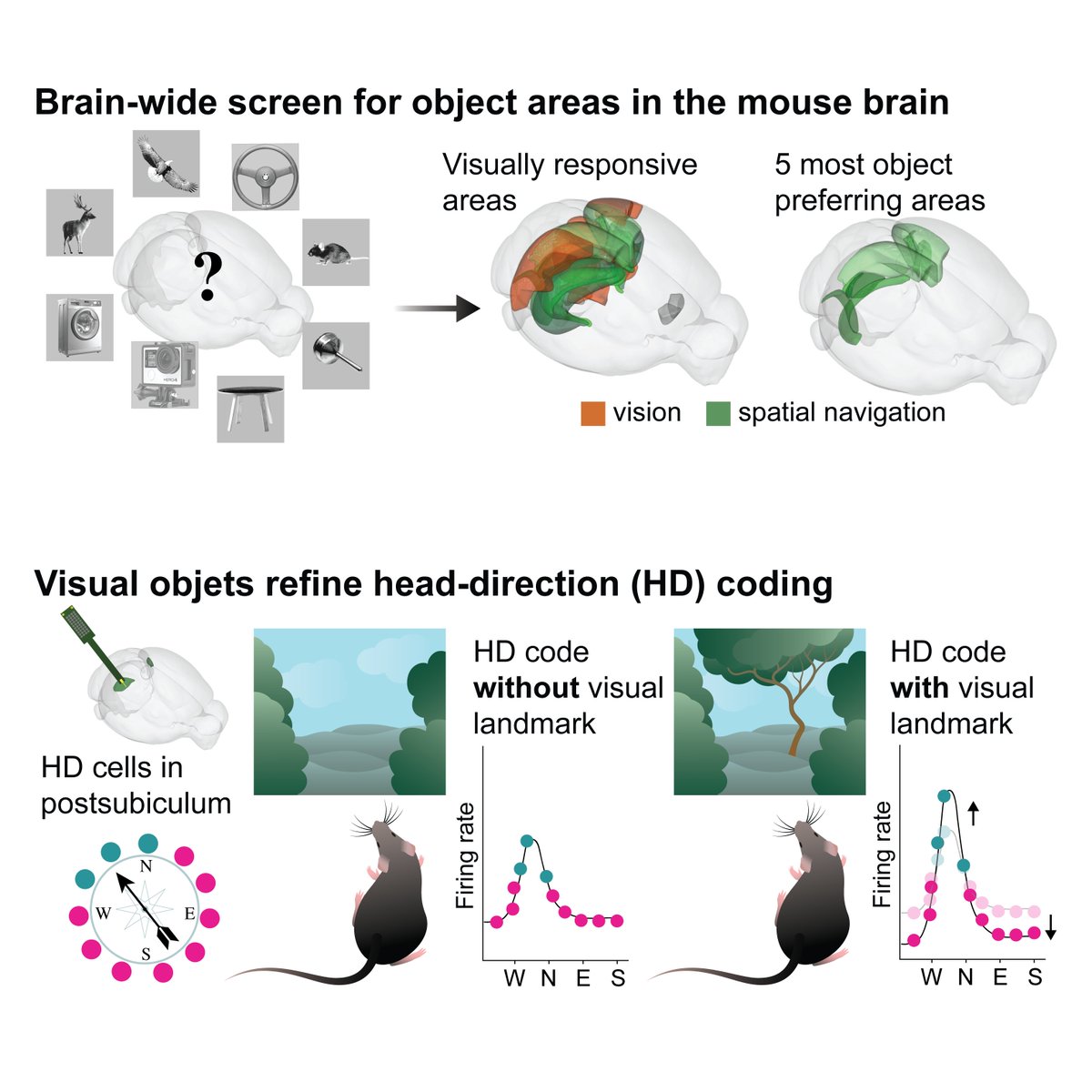 Emilie Mace (@emiliemacelab) on Twitter photo Thrilled to share that our work is now published in <a href="/ScienceMagazine/">Science Magazine</a>!✨
We found a preference for visual objects in the mouse spatial navigation system where they dynamically refine head-direction coding. In short, objects boost our inner compass!🧭
science.org/doi/10.1126/sc…
🧵1/ Thrilled to share that our work is now published in <a href="/ScienceMagazine/">Science Magazine</a>!✨
We found a preference for visual objects in the mouse spatial navigation system where they dynamically refine head-direction coding. In short, objects boost our inner compass!🧭
science.org/doi/10.1126/sc…
🧵1/