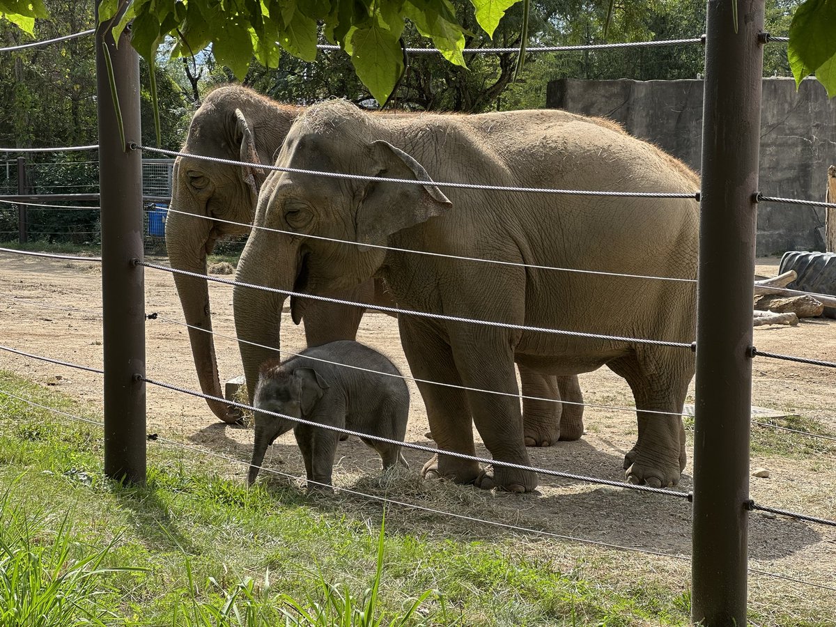 matris77's tweet photo. @fvckerysprinkle Here’s a baby elephant for you. https://t.co/g5h4kLtRBD
