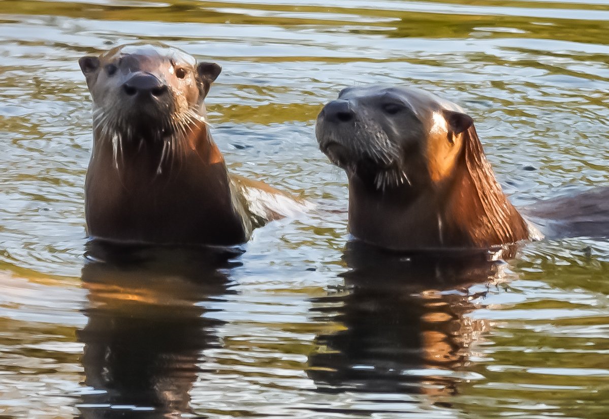randybenton84's tweet image. River otters back playing in the pond this morning at Broken Kettle Grasslands in western Plymouth Co. #riverotters #brokenkettlegrasslands #funtowatch #natureishealing