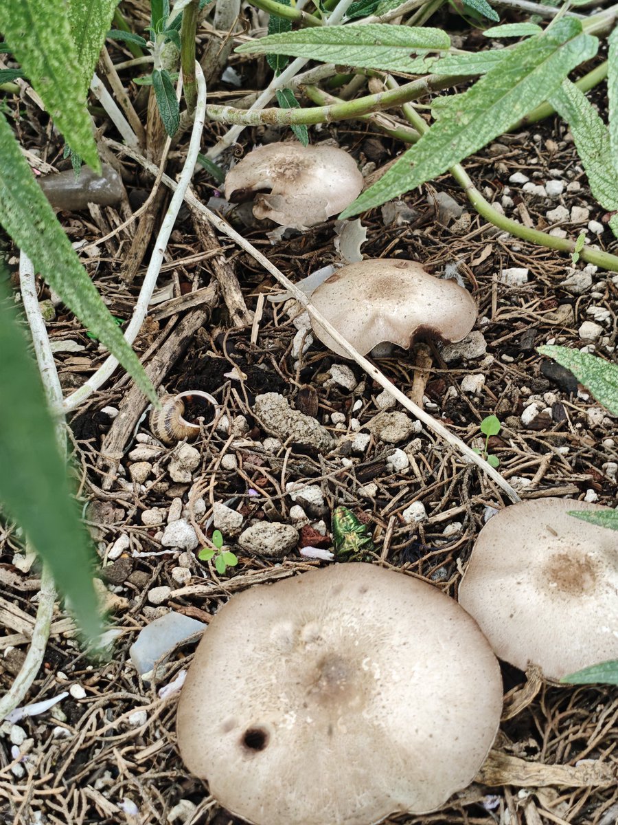 MantequillaL's tweet photo. ✨🌱 Hoy fue especial: por primera vez aparecieron hongos en mi jardín 🍄@Fungi_Cosas ¿me ayudas con su ID, por favor? 👉👈 Gracias, fue mi momento feliz del día ✨💚 https://t.co/AJO41scssn