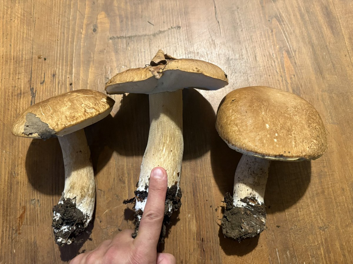 Gud - Kean - Piccoli