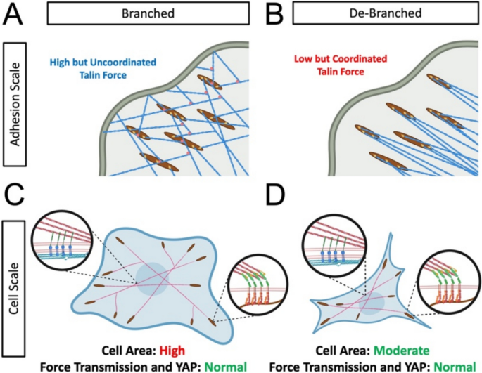 CMBEjournal's tweet photo. Villalobos &amp; Sadeghifar et al. explore cellular mechanosensing mechanisms by studying the interplay of cytoskeletal elements, transcription factors, and extracellular forces.

Check it out here!
https://t.co/VGuGiB106l https://t.co/vIHvvweQ8t