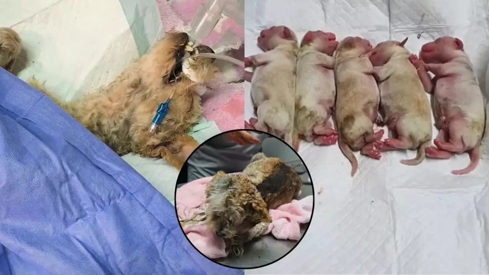 AztecaNoticias's tweet photo. 🐾 Cereza, una perrita embarazada, sobrevivió a la explosión de la pipa en #Iztapalapa con quemaduras graves… y en medio del caos, dio a luz a 5 cachorros. 💔🔥

Hoy lucha por su vida junto a sus crías. 

https://t.co/l6z5bsz3s2 https://t.co/t2gB6sqGRf