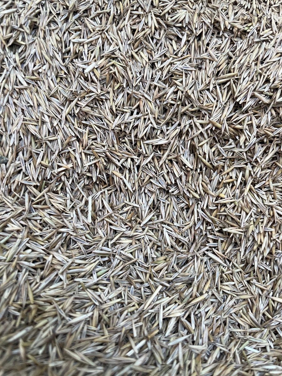 Seed can also be mixed with topdressing to revive any sparse patches on your lawn. It is important to make sure that the seed does have the same species in to get a good blend. You can buy Regal turf seed from us online or by phone. 

 #LawnMaintenance #RegalTurf