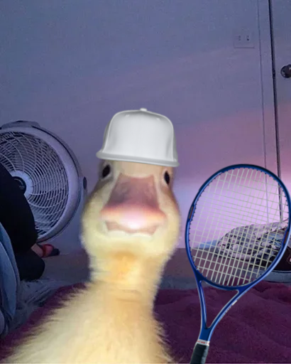 haroldtheduck_'s tweet photo. https://t.co/rtuVpsoZhM
