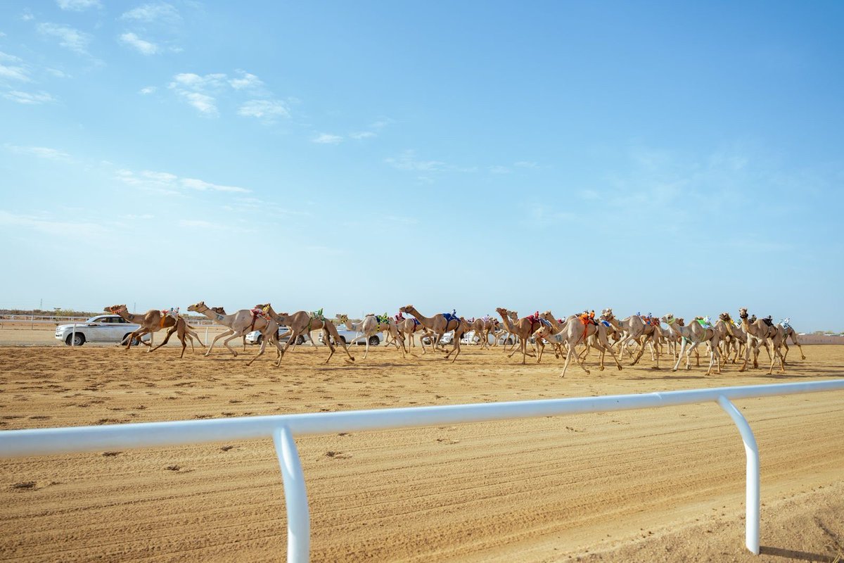 المنافسة تتصاعد 🔝 
في #مهرجان_ولي_العهد_للهجن 🐪
