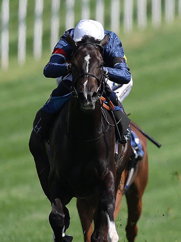 Manton Park Stallions tweet media