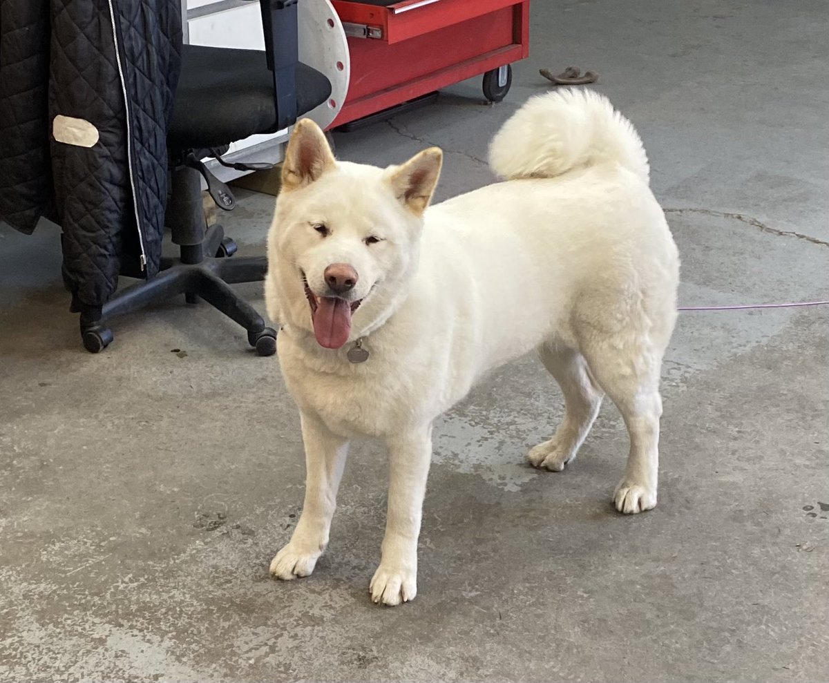 ChrisTURFer, CTEM (@whittys_) on Twitter photo Have a visitor <a href="/WinstonTurf/">The Winston Turfcare</a> meet Violet, she’s more of a shop dog instead of <a href="/DogsOfTurf/">Dogs Of Turf</a> Have a visitor <a href="/WinstonTurf/">The Winston Turfcare</a> meet Violet, she’s more of a shop dog instead of <a href="/DogsOfTurf/">Dogs Of Turf</a>
