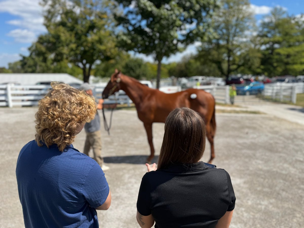 Amplify Horse Racing tweet media