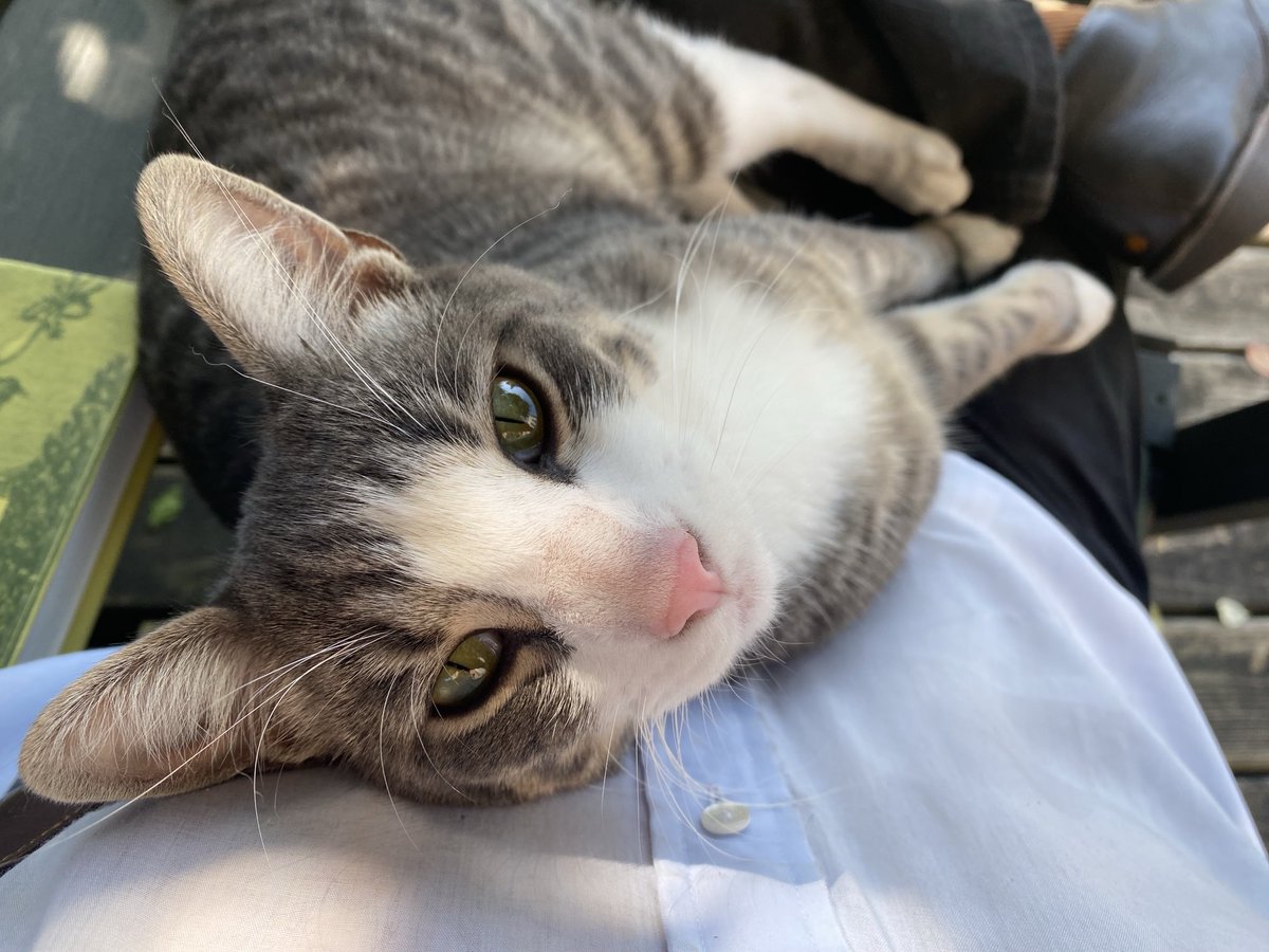 It’s hard to take notes on your reading when there’s a cat in your lap. In fact, it’s hard to read.