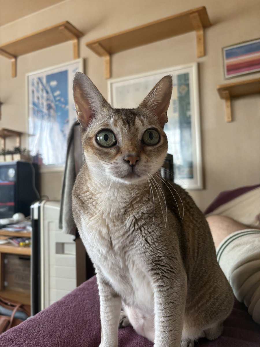 kada_s_follower's tweet photo. グレート金太の登場で
ダンダダンの全てを受け入れた。
もう何も驚かない。
#猫 #シンガプーラ #ダンダダン https://t.co/jR2VUs3Rlx