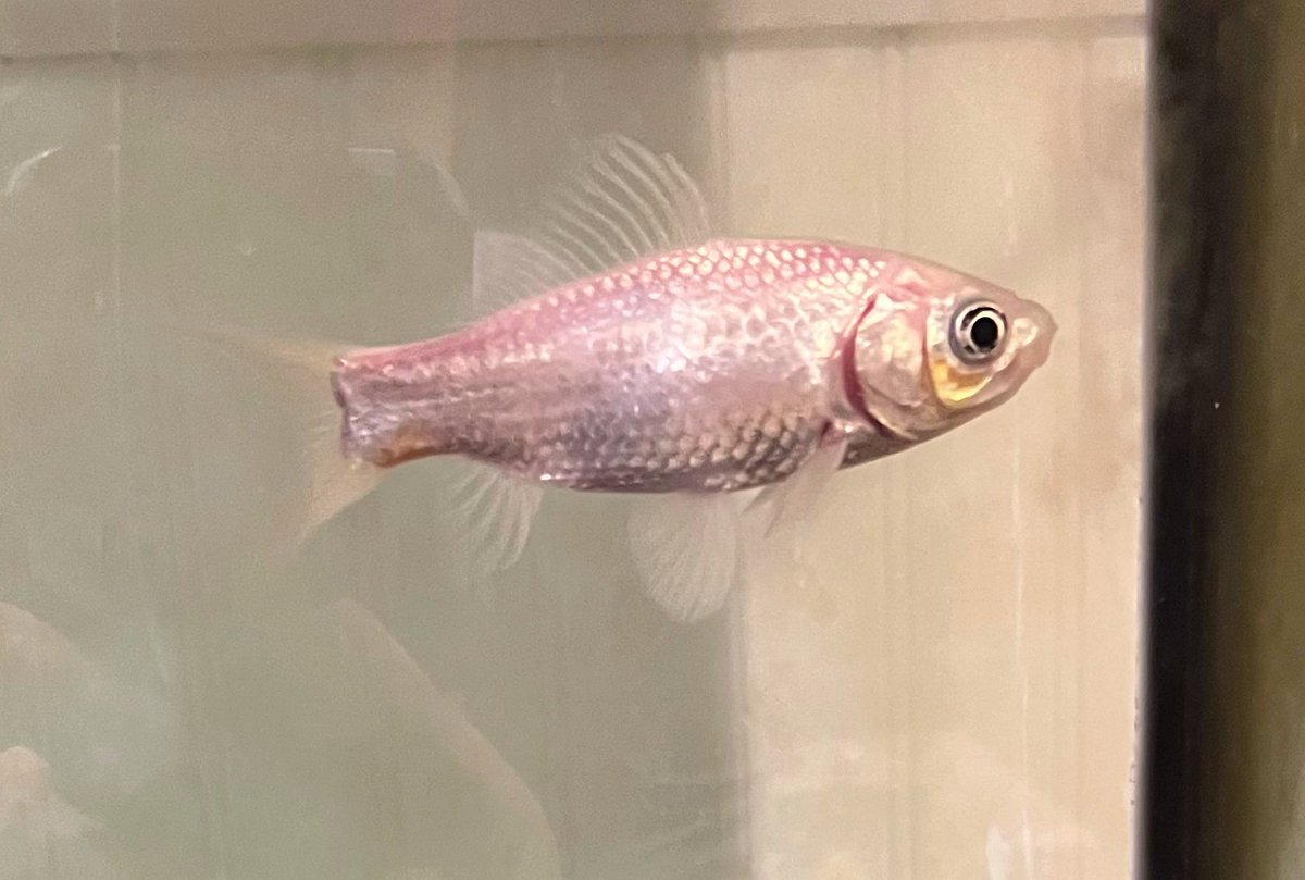 Laura :{D tweet media