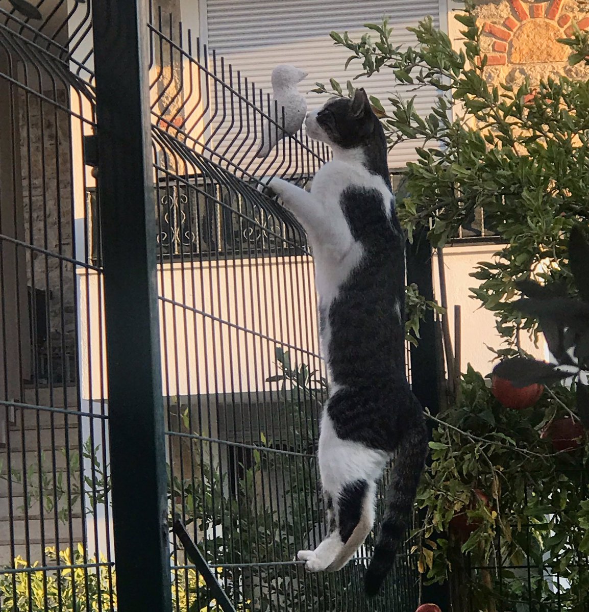 Sütlacı bile kandırdım. Kuş yapmayı seviyorum