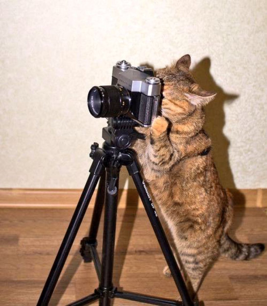 Tweet media one