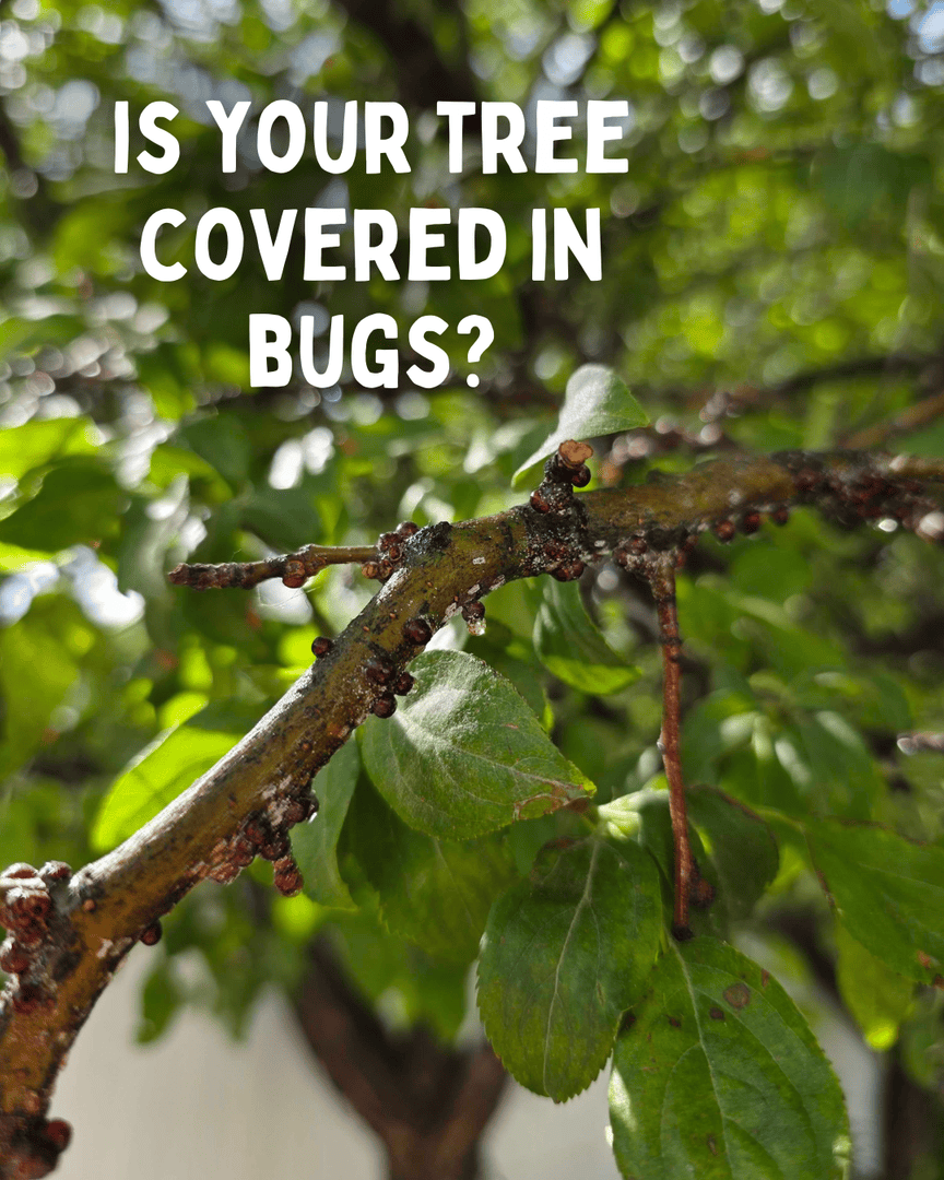 Rivendelltree's tweet image. 🪲 Spot the Scale on This Crabapple! 🐛

Scale insects can quietly damage or even kill your trees if left untreated. Don’t ignore the signs!

📞 Call us: 801‑928‑4566
🌐 rivendelltreeexperts.com

#InsectControl #RivendellTreeExperts #UtahTreeCare