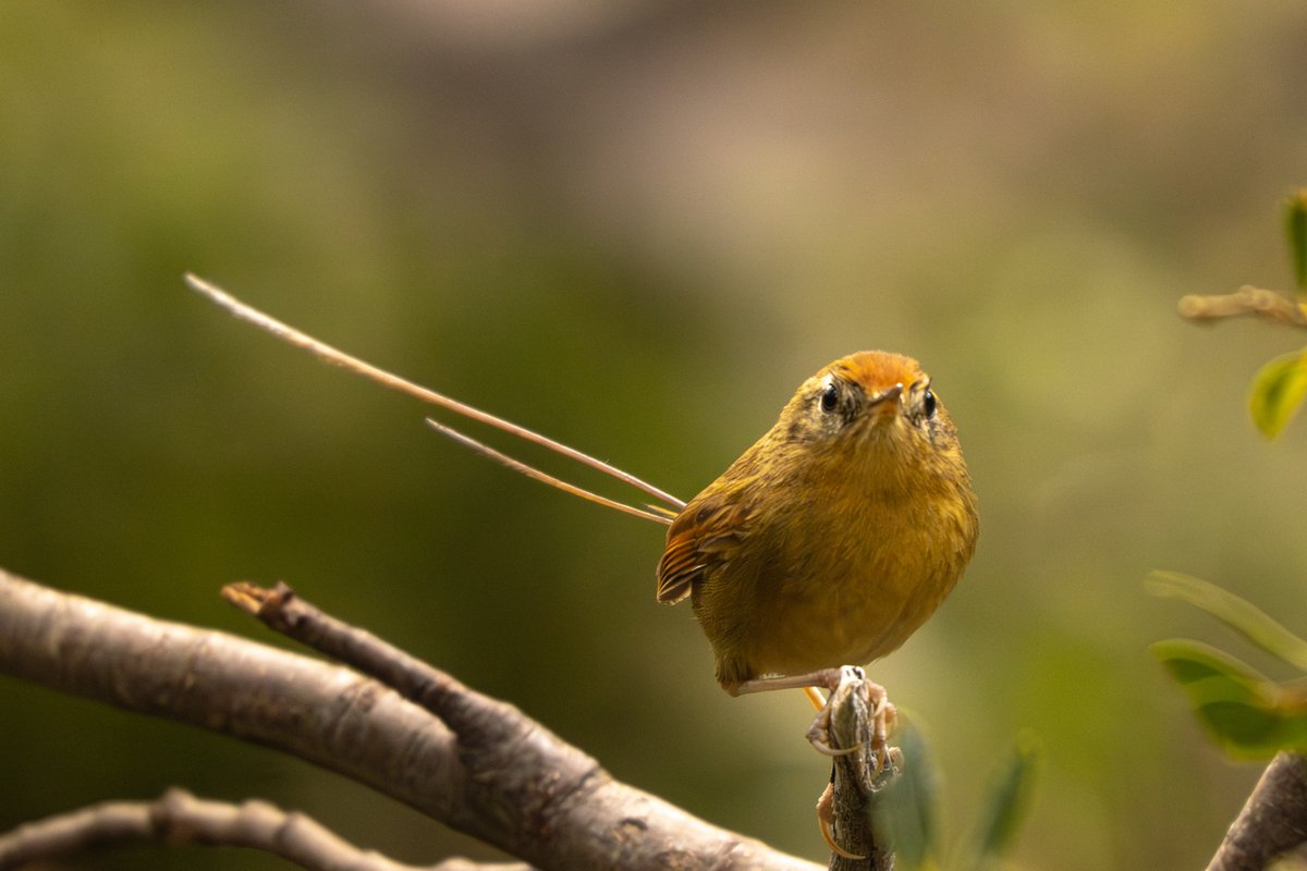 Colilarga. Belleza inexplicable del bosque andinopatagónico. En inglés es wiretail, o "cola de alambre". 
Salgan a mirar pajaros, no sean giles/as. No se pierdan estas criaturas. Además, científicamente probado que mejora la salud mental.
Recién,  Reserva #LlaoLlao, #Bariloche