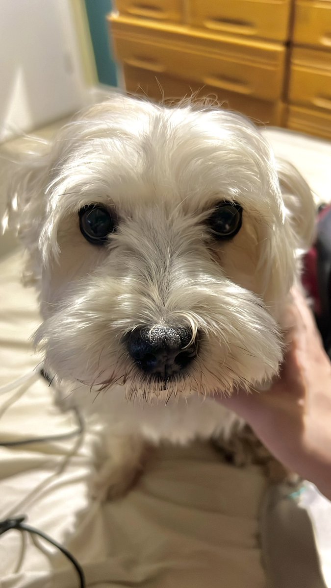 Look at this adorable little gremlin who lives for head pats and chin scratches