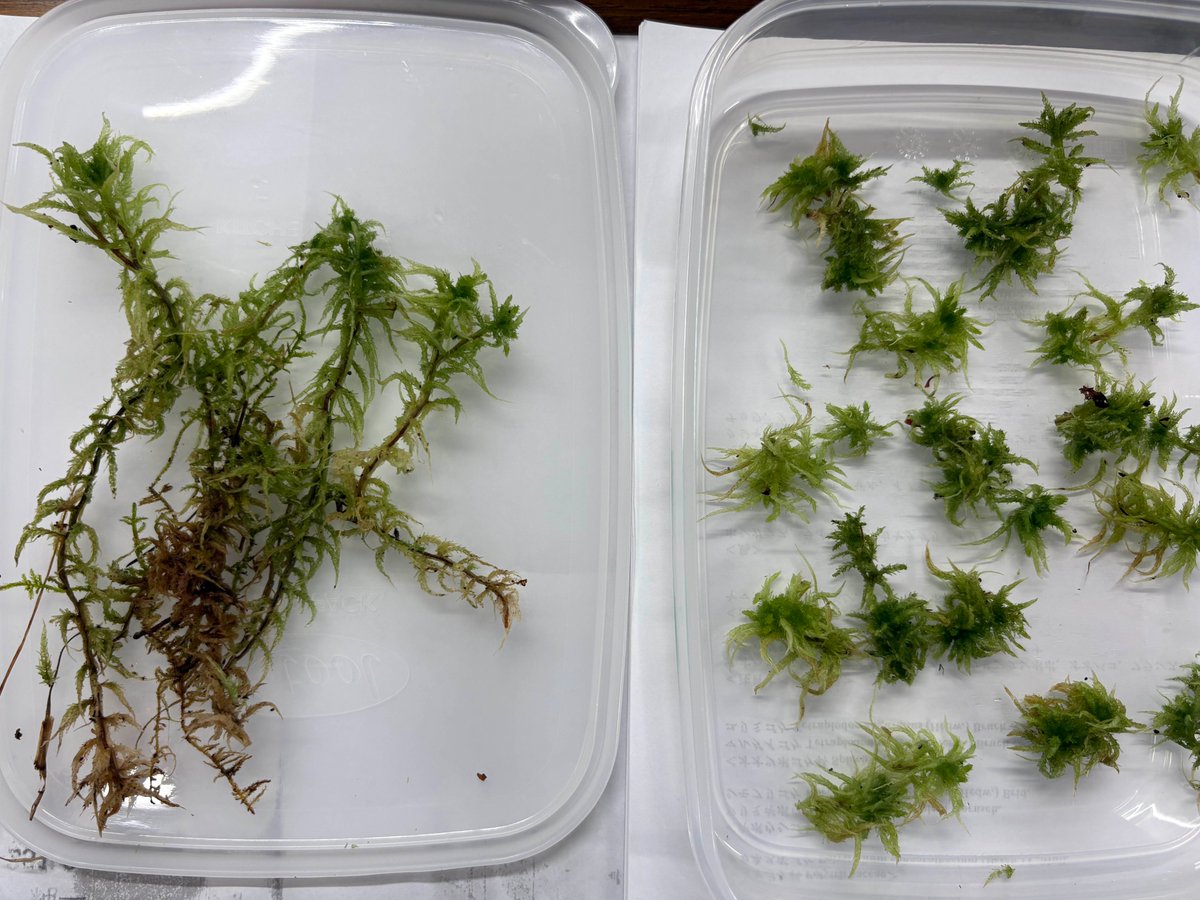 bryotweet's tweet photo. Here's how to safely eat wild "mosses". I recommend Sphagnum. Collect only the densely packed small tip branches, wash thoroughly, and boil them in boiling water with baking soda for 20 minutes. Then rinse thoroughly in cold water, squeeze out, and use in a variety of dishes. https://t.co/mAqwEerofq