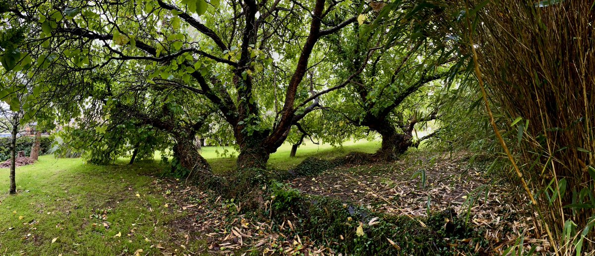 London Mulberries tweet media