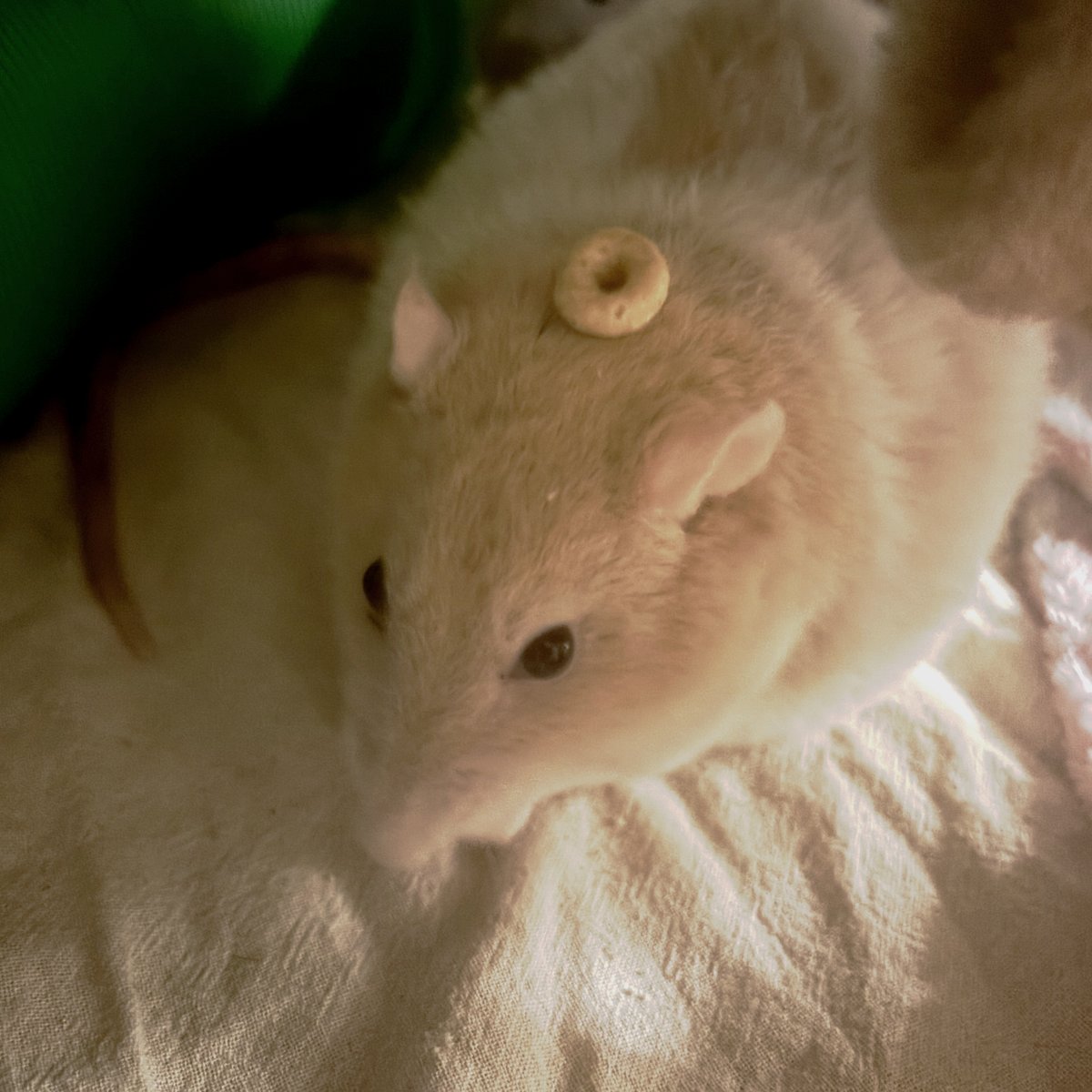 Eclair Games || Wishlist RatScum tweet media