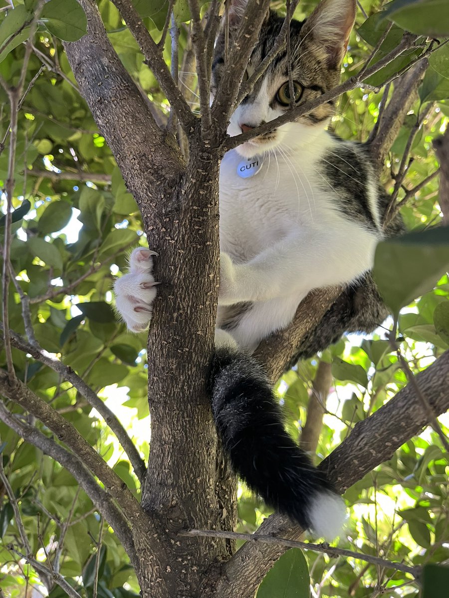 ॐ Oveja Gris 𓂀 tweet media