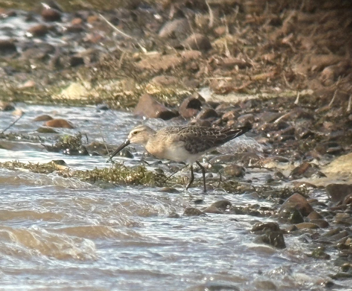 With good numbers nationally this autumn it was a question of being patient and to keep on checking local waters. This one at Ripple Pits this afternoon. #CurlewSandpiper <a href="/Worcs_bird/">Worcestershire Bird Records</a>