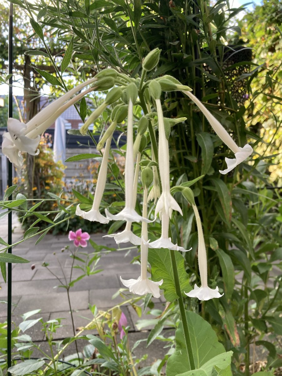 tobacco plant #Nicotiana ‘sylvestris’ in the garden