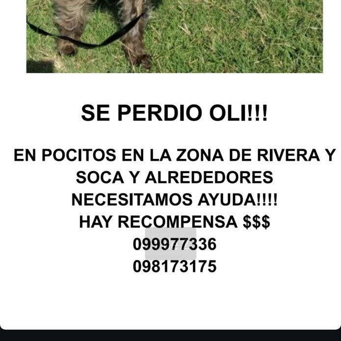 Se perdió Oli
Ayuden por favor compartiendo, si lo ven o saben donde está, los celulares están alli.
HAY RECOMPENSA y una flia q está hecha b..sta con esto