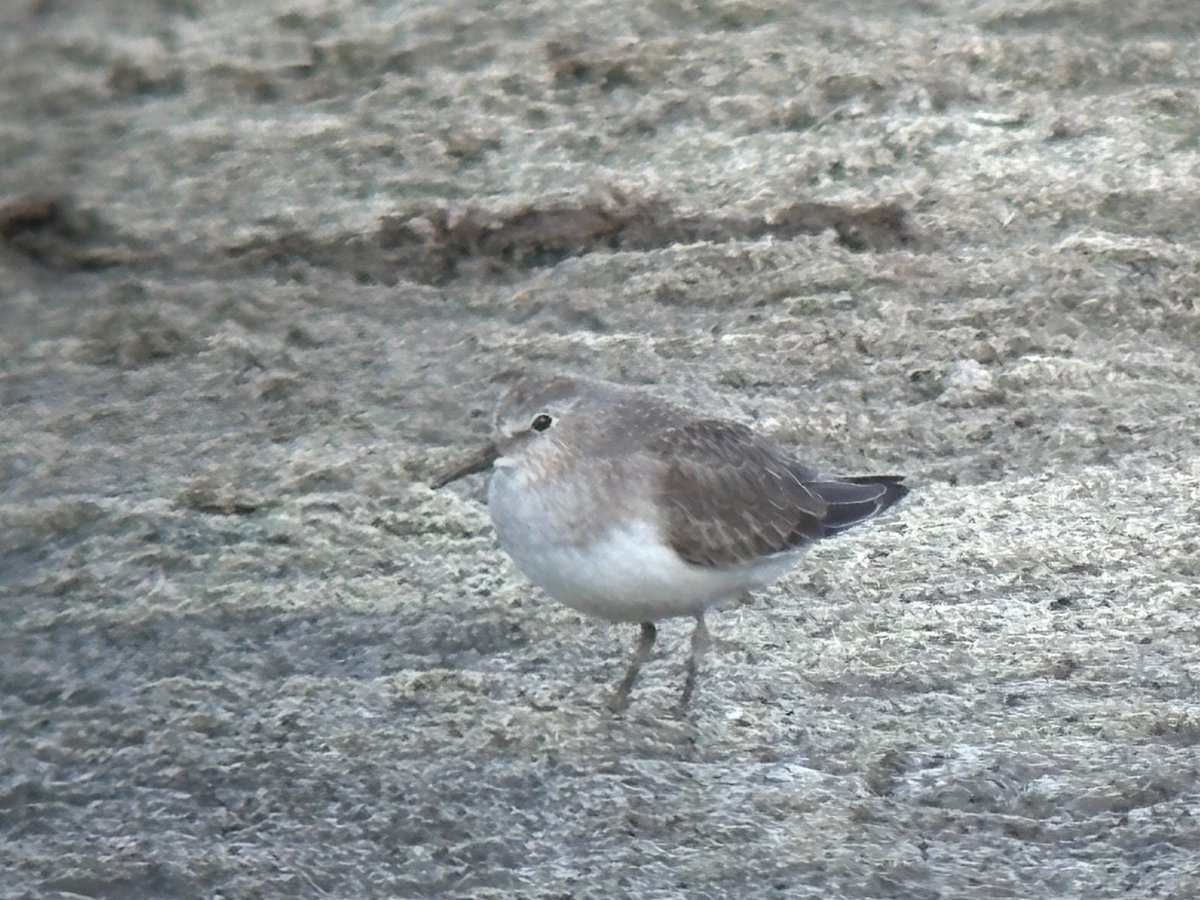 PershoreHouseholdRecyclingCentre does it again hosting another good wader! This time a Temmink’s stint has dropped into same small lagoon <a href="/Worcs_bird/">Worcestershire Bird Records</a>
