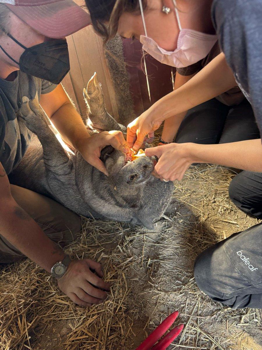 Barn Sanctuary tweet media