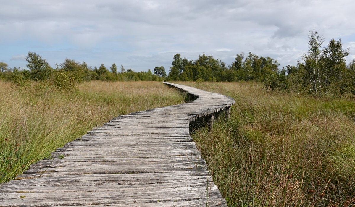 Vanmiddag na mijn werk nog een flinke wandeling gemaakt in NP De Groote Peel. Was weer genieten! <a href="/GemNederweert/">Gemeente Nederweert</a>