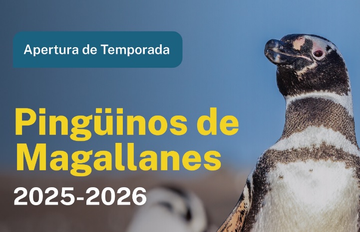 #Chubut recibe a los #Pingüinos de Magallanes 
<a href="/gobiernochubut/">Gobierno del Chubut</a> <a href="/diegolapennach/">Diego Lapenna</a> <a href="/CatChubut/">CATch Chubut</a> 
digitalchubut.com/chubut-recibe-…