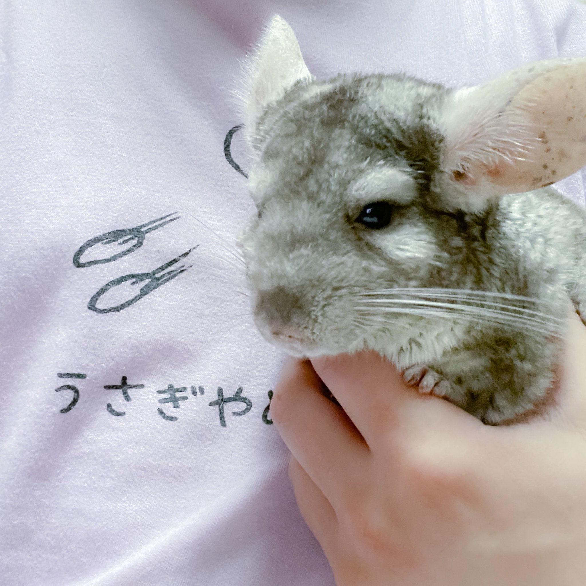 チンチラ プロフ必読‼️です❣️ チンチラすき on X: 