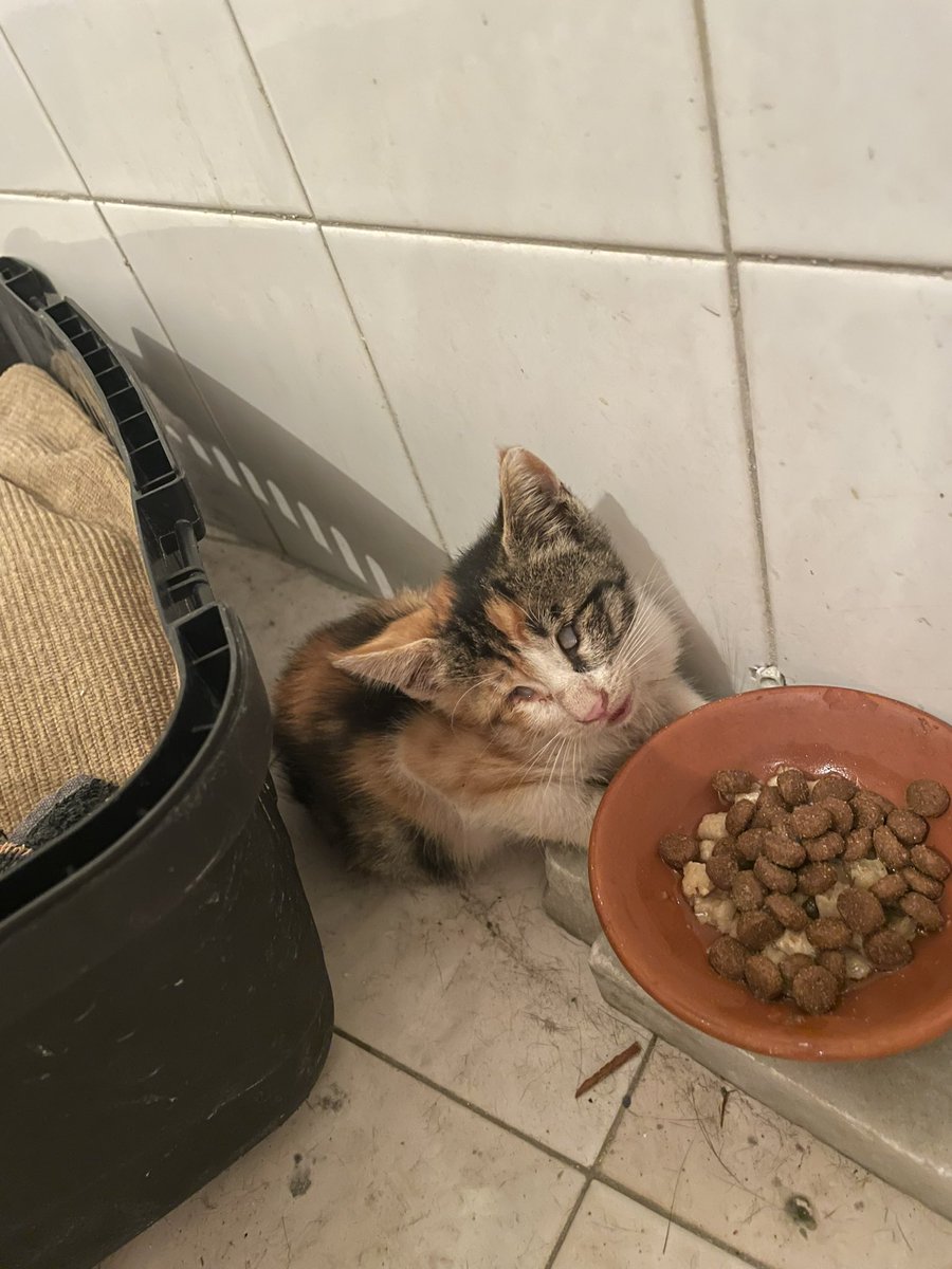 Bu küçük kızın geçici yuvası ben oldum ŞİMDİ SIRA KALICI YUVASINI BULMAKTA💖
İSTANBUL