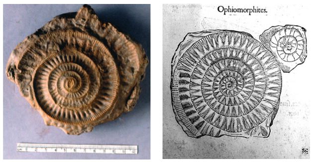 Geology_History's tweet image. September 11, 1522, birthday of Italian physician &amp;amp; naturalist Ulisse Aldrovandi.  
Studying plants &amp;amp; animals to find medical remedies, he became  interested in crystals &amp;amp; petrifactions found in the  ground  naming them fossilia or fossilis meaning "the excavated things."
