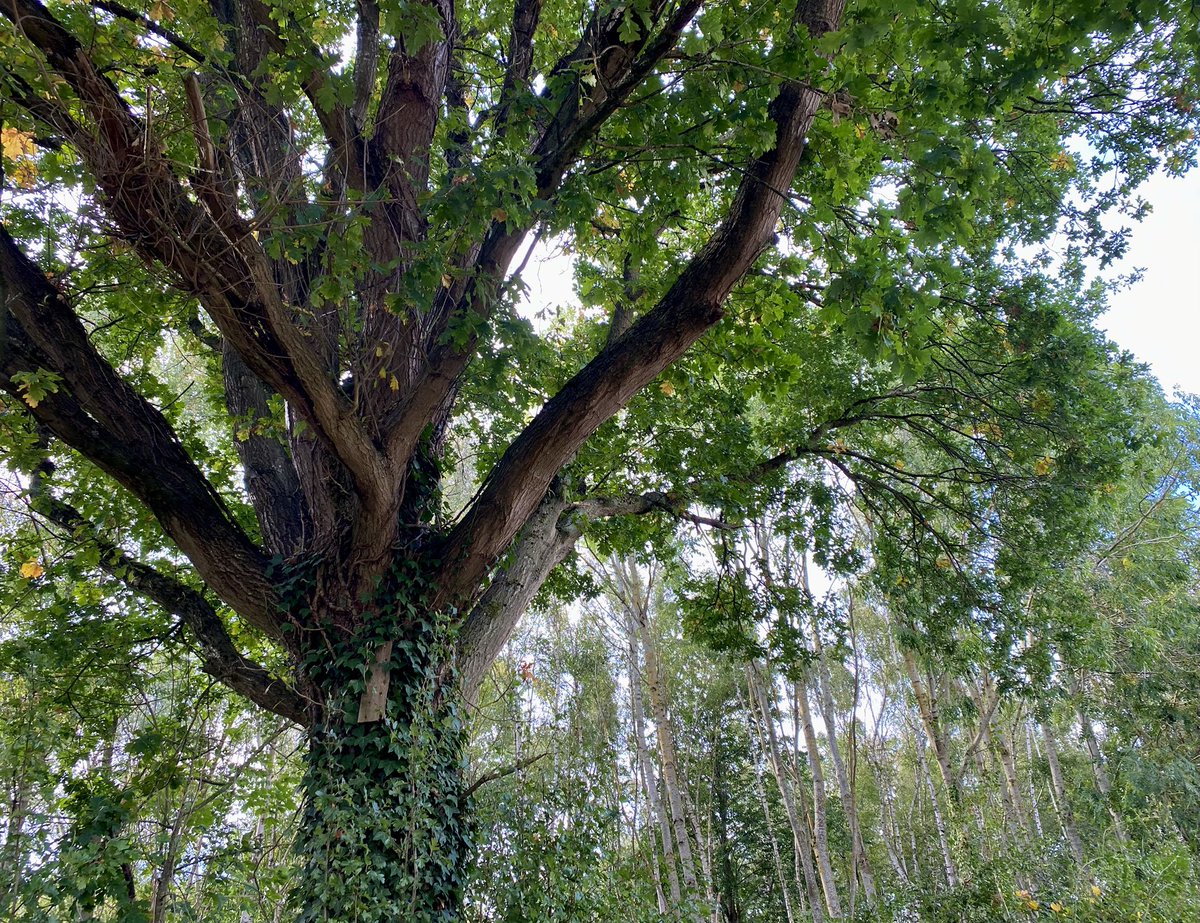 marialavande's tweet photo. look at this beautiful oak tree I saw today https://t.co/8jHyOzG9RE