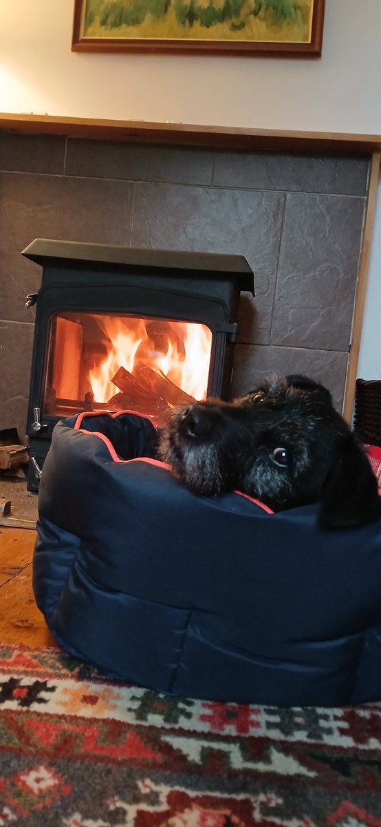 And relax ❤️🐾🏴󠁧󠁢󠁳󠁣󠁴󠁿