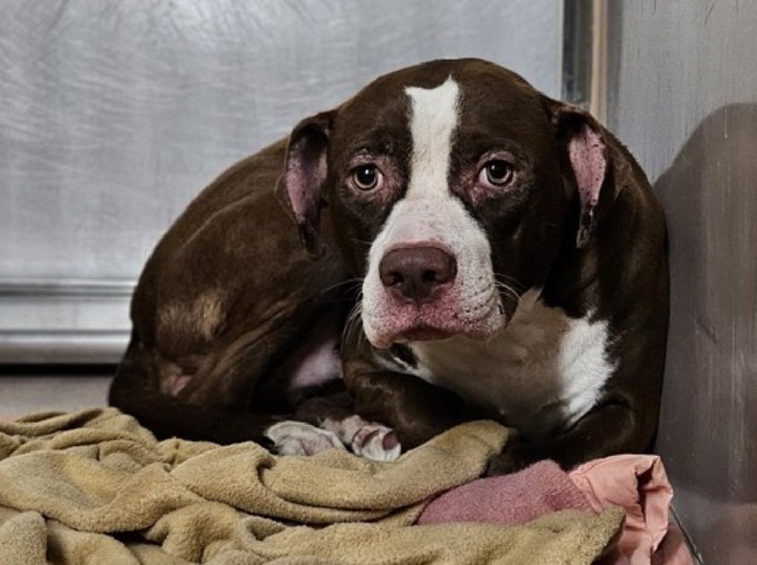 🆘 Kill Command 🆘 Urgent #Foster needed for 
Artemis 7yrs 235940 #Nycacc #Pledge4Rescue #FostersSaveLives Save Artemis 🙏💔