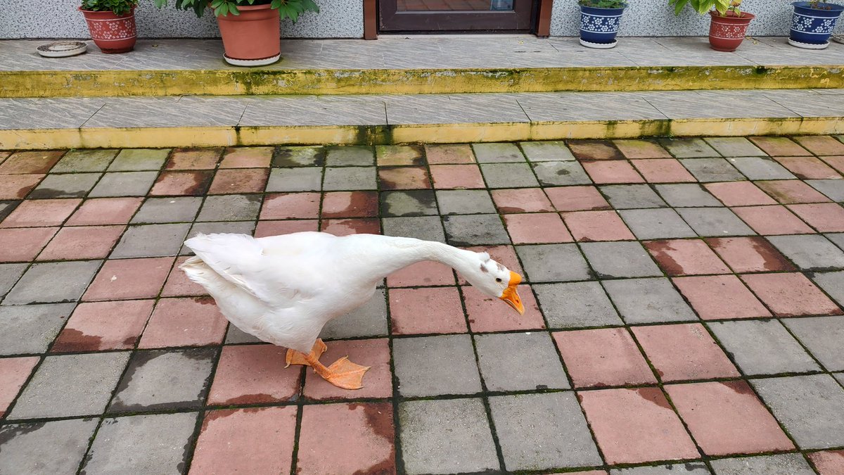 看着大，其实都是骨头和毛，没有肉，非常瘦，只有3公斤。怎么吃都长不胖，真羡慕他。