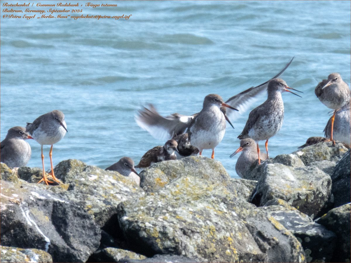 Merlinmaus's tweet image. My #BirdOfTheDay is the Common Redshank. These beautiful #birds are gathering in large flocks on the island of #Baltrum in the German North Sea.
🇩🇪Rotschenkel
#birdphotography #photography #bird #BirdLovers #TwitterNatureCommunity #NaturePhotography #birdwatching
